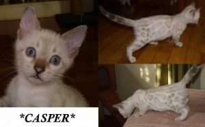 Casper Snow Bengal