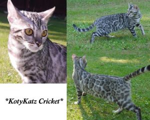 KotyKatz Cricket