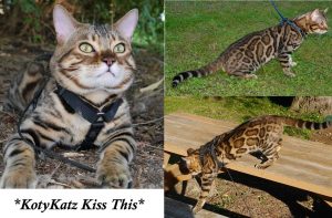 KotyKatz Kiss This