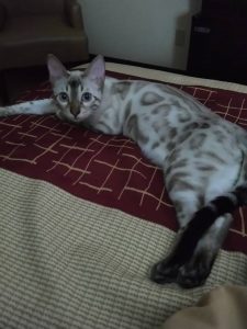 Bengal Cat Personality