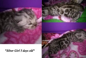 Silver Rosetted Female Bengal Kitten