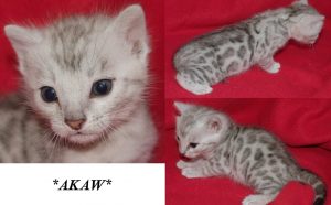 Akaw - Silver Bengal Kitten