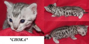 Choka Silver Bengal Kitten