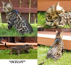 Bengalscape Ocelot Brown Rosetted Bengal Stud