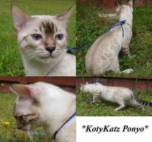 KotyKatz Ponyo 7 mos