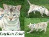 KotyKatz Echo