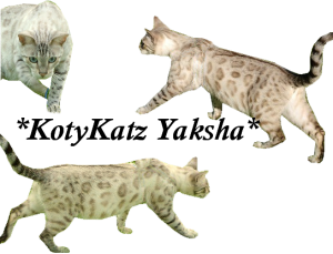 Silver Seal Lynx Point Bengal