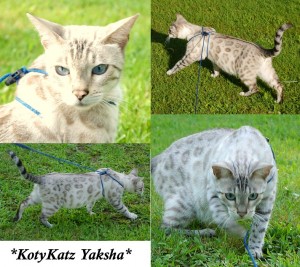 Silver Seal Lynx Point Bengal