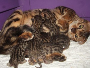 Brown Spotted Bengal Kitten Litter