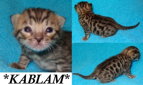 Bengal Kitten Brown Rosetted