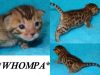 Whompa Brown Rosetted Bengal Kitten