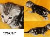 Pogo Marble Bengal Kitten