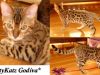 KotyKatz Godiva