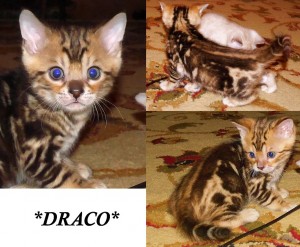 marble bengal