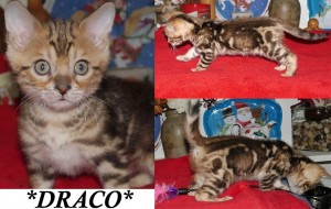 Bengal Kittens