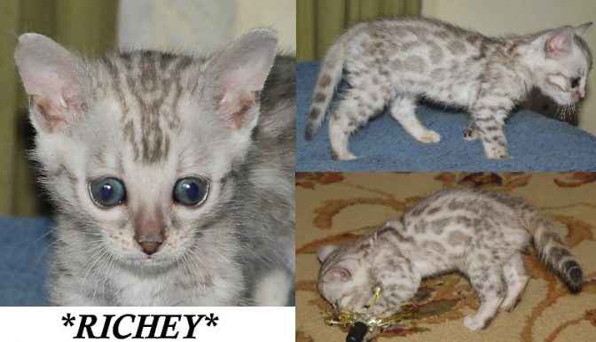 Richey - Silver Rosetted F2 Bengal Kitten - KotyKatz Bengals