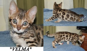 Velma Brown Donut Rosetted Bengal at 10 weeks