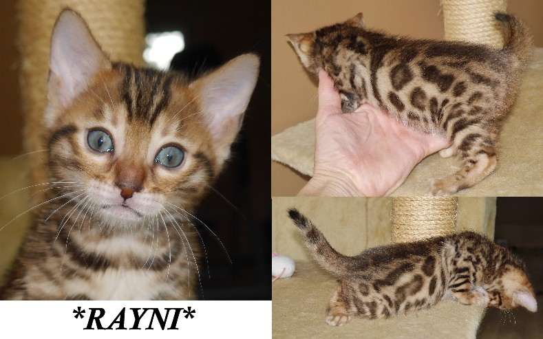 Rayni Brown Rosetted Bengal Kitten
