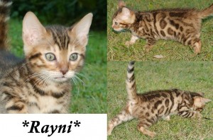Rayni Brown Rosetted Bengal Kitten