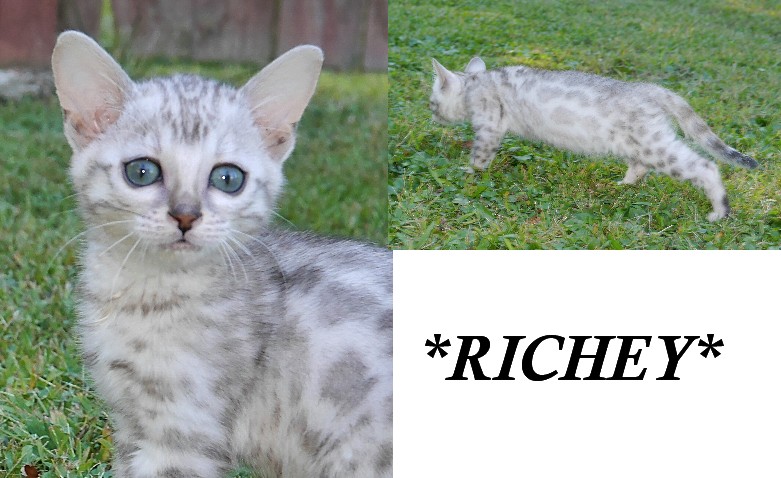 Richey Silver Rosetted F2 Bengal Kitten