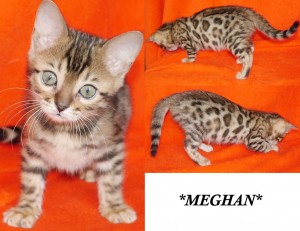 Meghan - Brown Rosette Bengal