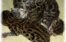 Brown and Silver Rosetted Bengal Kittens