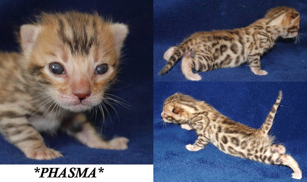 phasma brown rosetted kitten