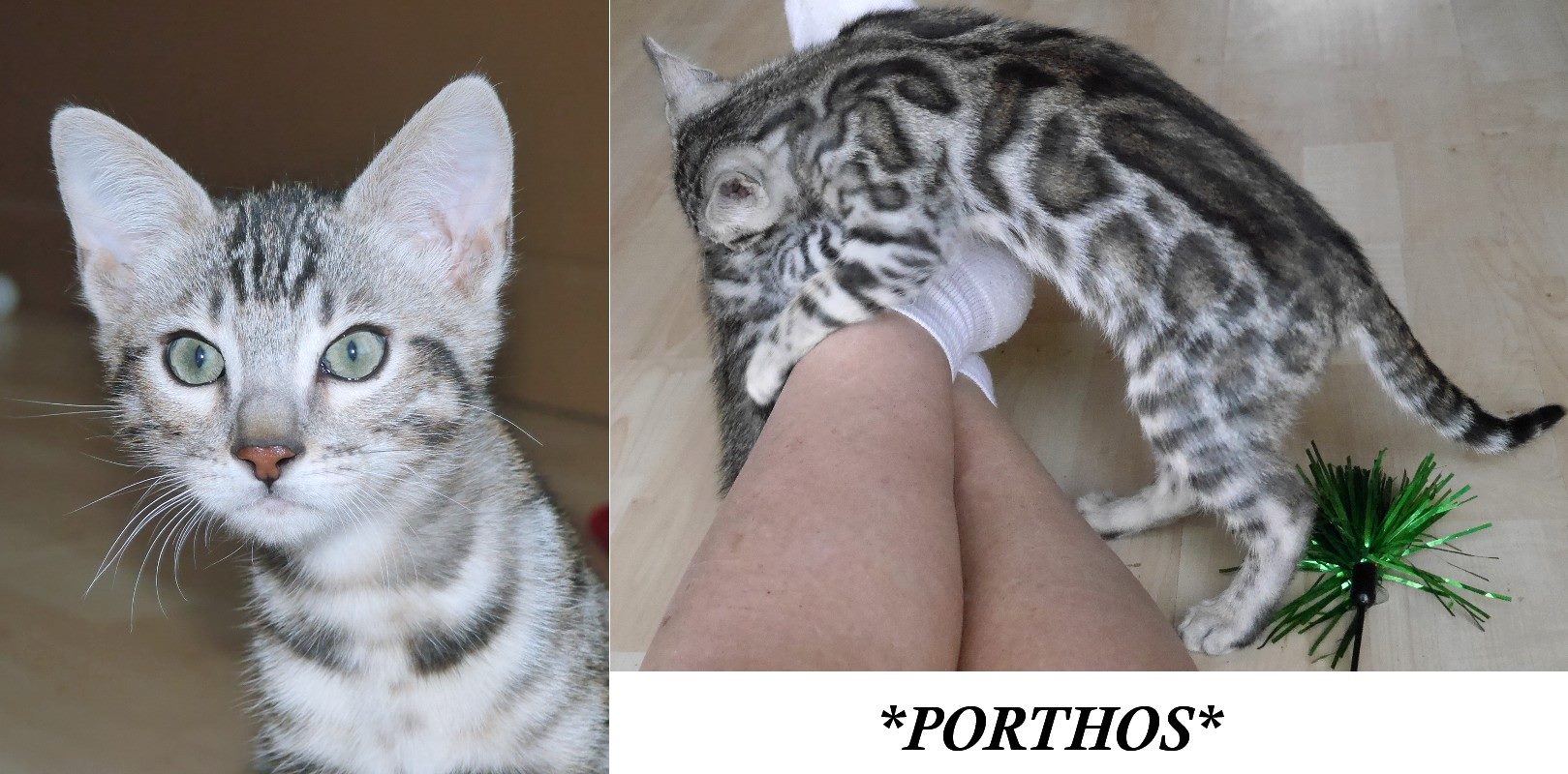 Porthos – Silver Rosetted Bengal Kiten