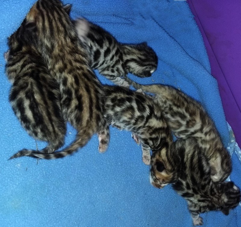 Bengal Kittens born in January