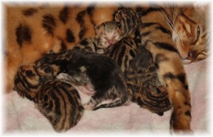 Sealed-with-a-kiss-and-Amari-new-litter