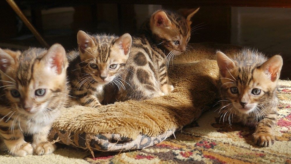 Bengal kittens for sale in Ohio