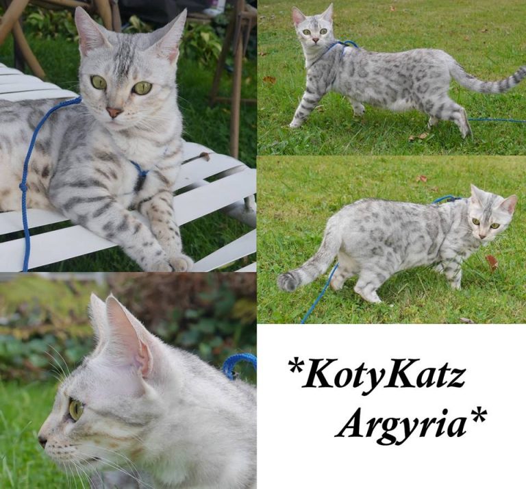 KotyKatz Argyria 2 Years