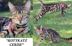 KotyKatz Cerise