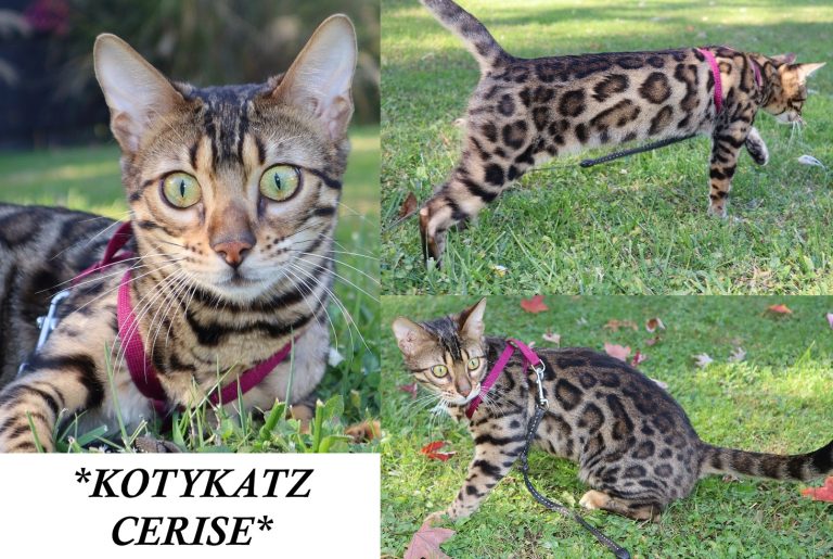 KotyKatz Cerise
