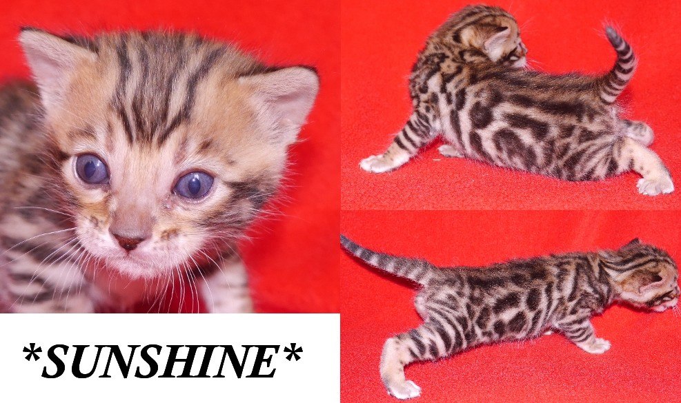 Sunshine - Brown Rosetted Bengal Kitten