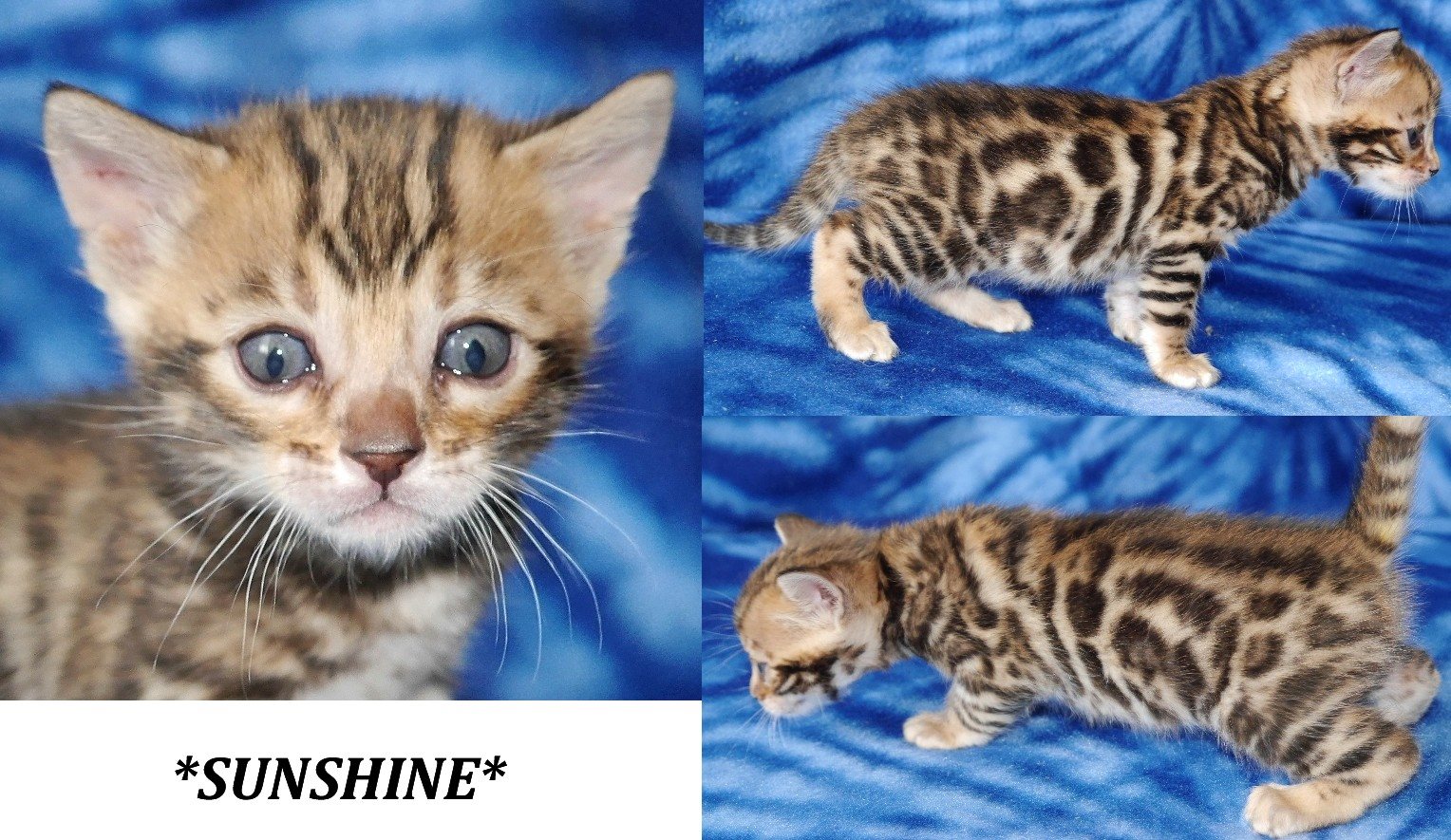 Sunshine - Brown Rosetted Bengal Kitten