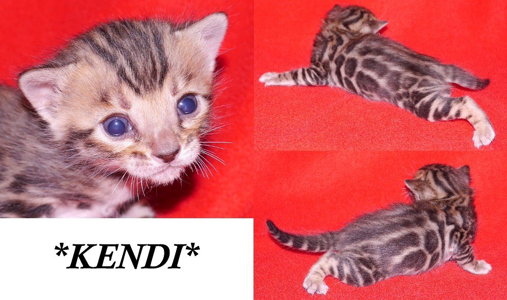 Kendi - Brown Rosetted Bengal Kitten