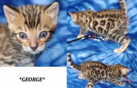 George - Brown Rosetted Bengal Kitten
