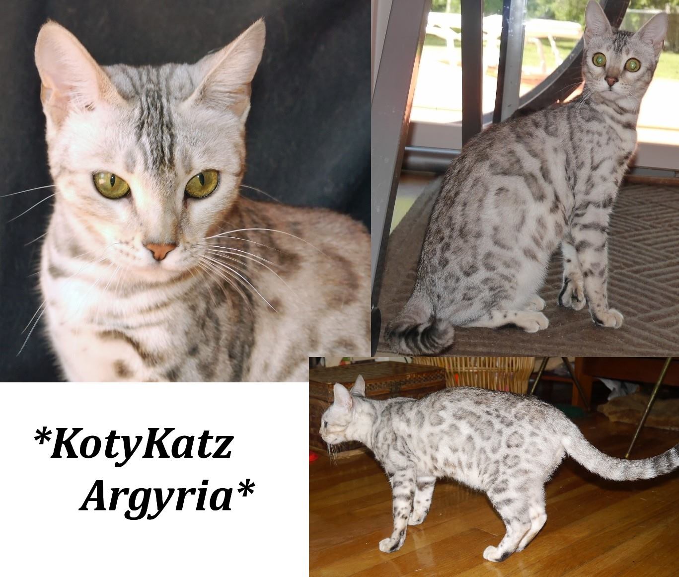 KotyKatz Argyria