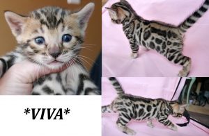 Viva 3 Weeks
