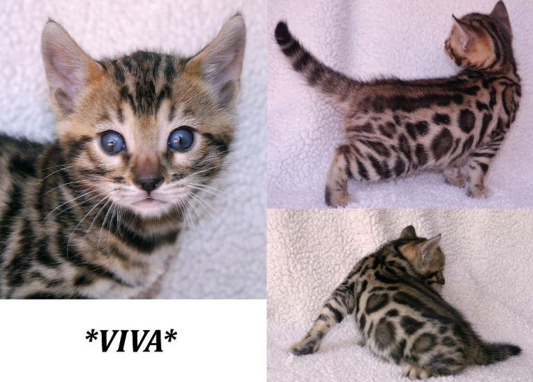 Viva 4 Weeks