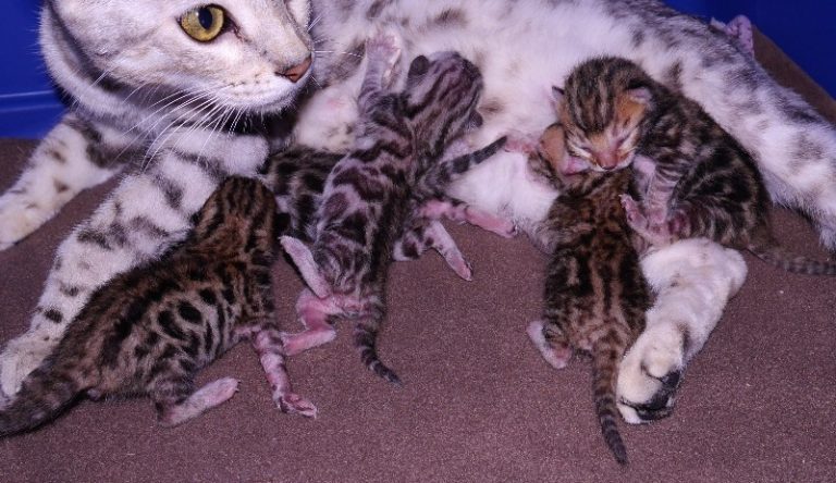 Bengal Kitten Litter Announcement