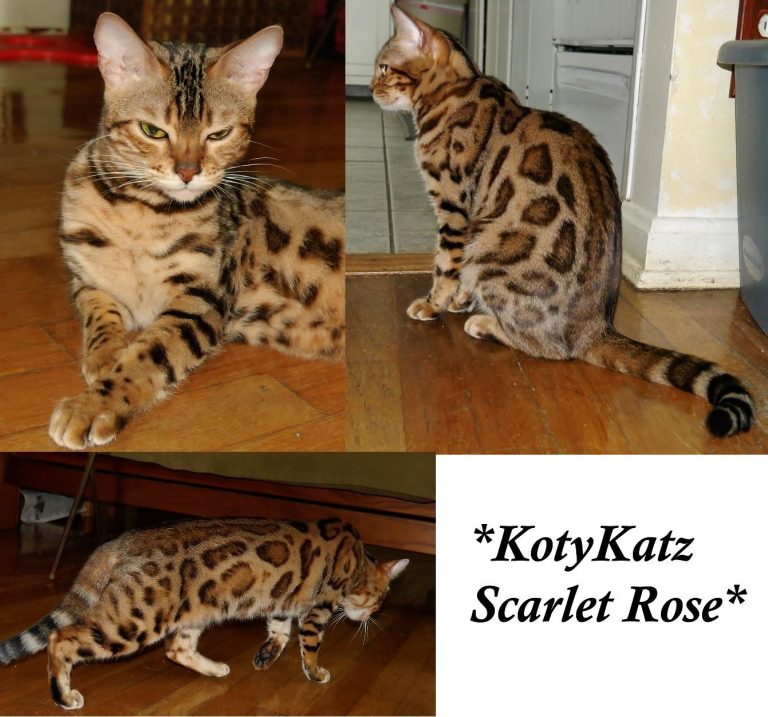 KotyKatz Scarlet Rose