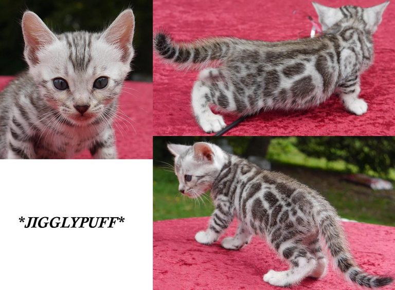 Silver Rosetted Bengal Kitten Jigglypuff 5 Weeks