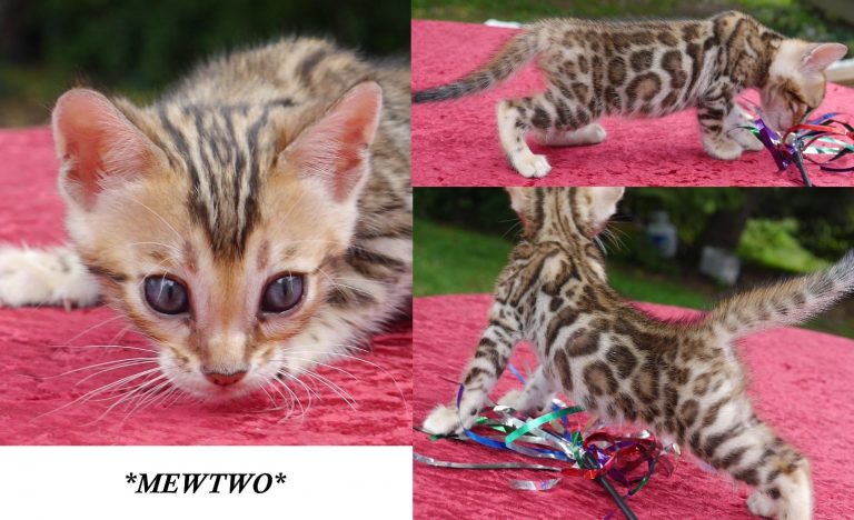 Brown Rosetted Bengal Kitten Mewtwo 5 weeks
