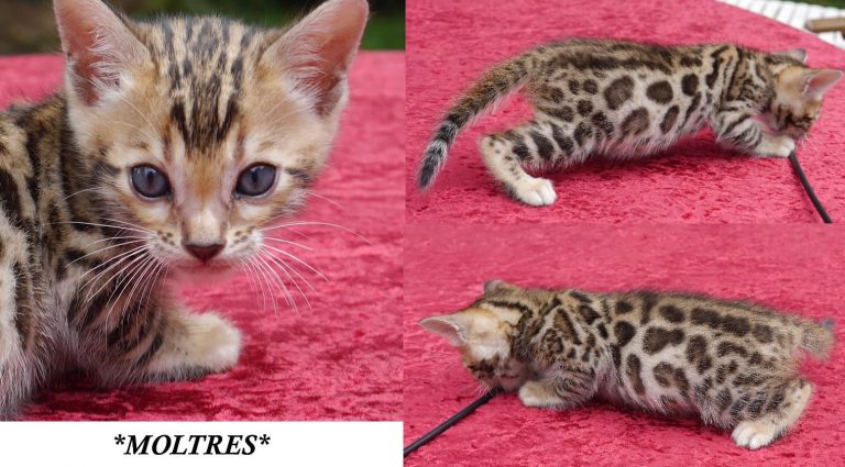 Brown Rosetted Bengal Kitten Moltres 5 Weeks