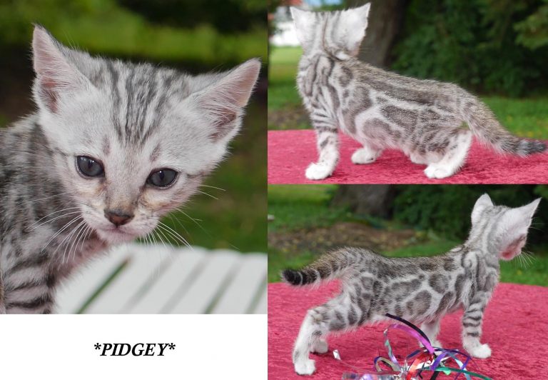 Silver Rosetted Bengal Kitten Pidgey 5 Weeks