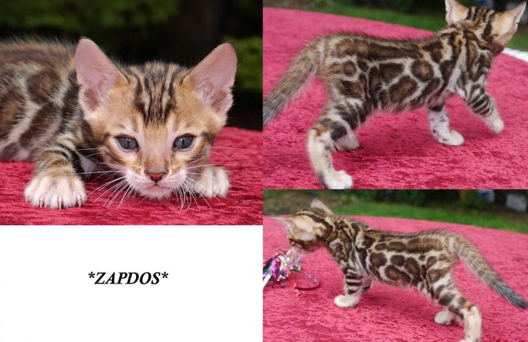 Brown Rosetted Bengal Kitten Zapdos 5 Weeks