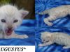 Augustus – Gene Wilder tribute litter