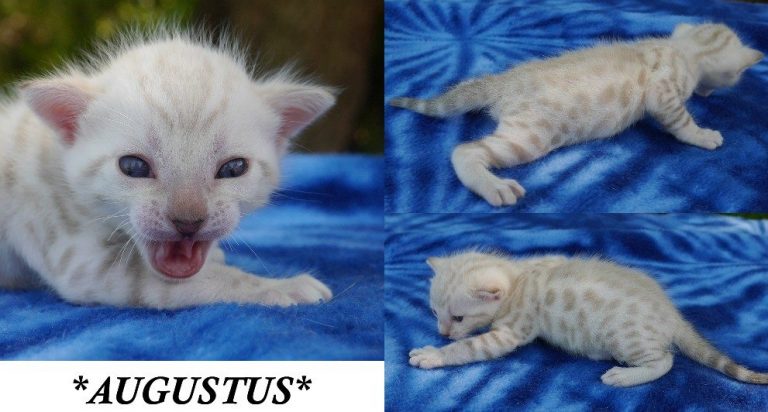 Snow Spotted Bengal Kitten 2 weeks